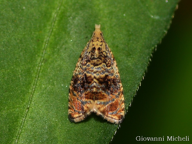 Celypha....? Celypha flavipalpana, Tortricidae